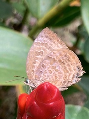 Arhopala centaurus