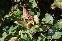 Corylus heterophylla