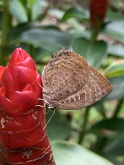 Arhopala centaurus