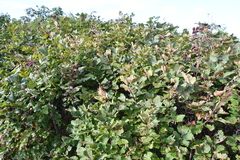 Corylus heterophylla