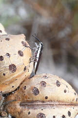 Rhinotia suturalis