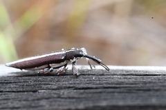 Rhinotia suturalis