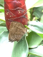 Arhopala centaurus