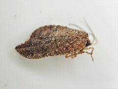 Drepanacra binocula