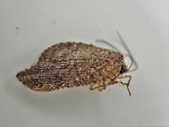 Drepanacra binocula