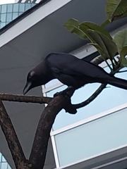 Corvus splendens