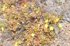 Hibbertia hibbertioides