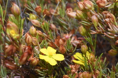 Hibbertia hibbertioides