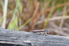 Rhinotia suturalis