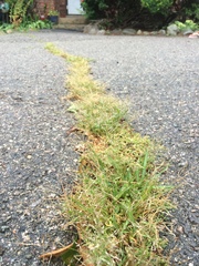 Eragrostis pectinacea