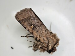 Proteuxoa tetronycha