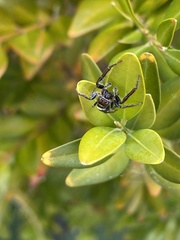 Opisthoncus polyphemus