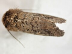 Proteuxoa tetronycha