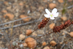 Drosera spilos