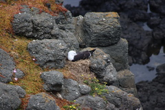 Larus pacificus