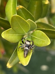 Opisthoncus polyphemus