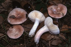 Russula zvarae