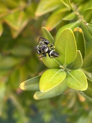 Opisthoncus polyphemus