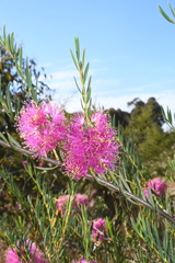 Melaleuca radula