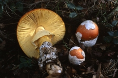 Amanita caesarea