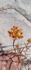Crassula subulata