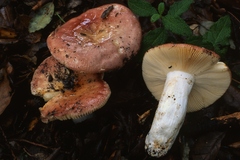 Russula decipiens