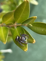 Opisthoncus polyphemus