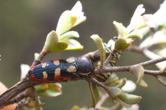 Castiarina pallidiventris