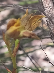 Thelymitra fuscolutea