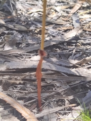 Thelymitra fuscolutea