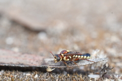 Tenthredinoidea