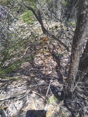 Thelymitra fuscolutea