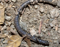 Batrachoseps nigriventris