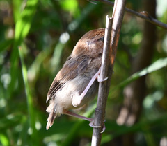 Sinosuthora webbiana