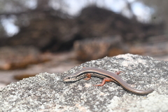 Ctenotus labillardieri