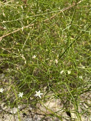 Corynotheca micrantha