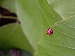 Coccinella transversalis