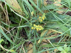 Melilotus officinalis