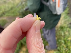 Melilotus officinalis