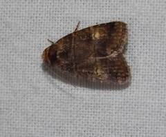 Athetis leuconephra