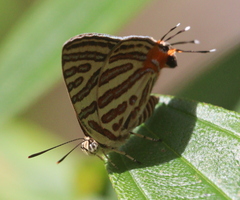 Cigaritis syama