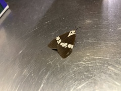 Nyctemera lacticinia