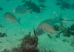 Acanthopagrus australis