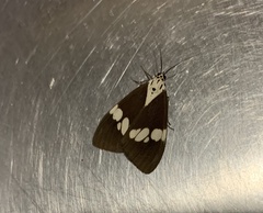 Nyctemera lacticinia