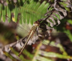 Neurothemis intermedia
