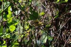 Pycnonotus finlaysoni