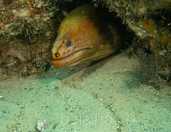 Gymnothorax prasinus