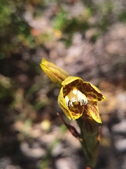 Thelymitra fuscolutea