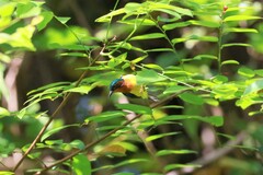 Chalcoparia singalensis