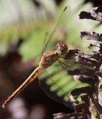 Neurothemis intermedia